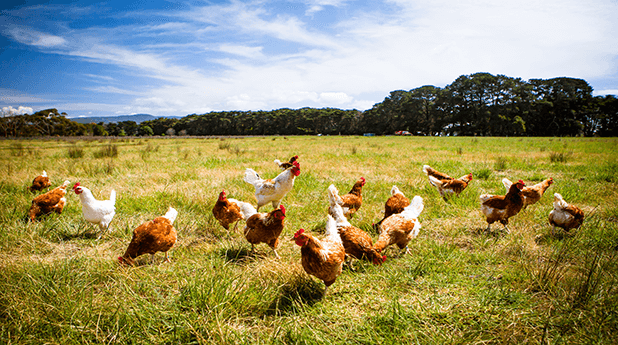 Inghams Group (ING): Fried chicken
