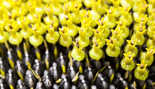 Yellow Flowers
