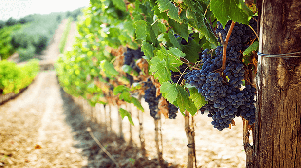 Australian Vintage Ltd (AVG): Cheap wine and three day growth