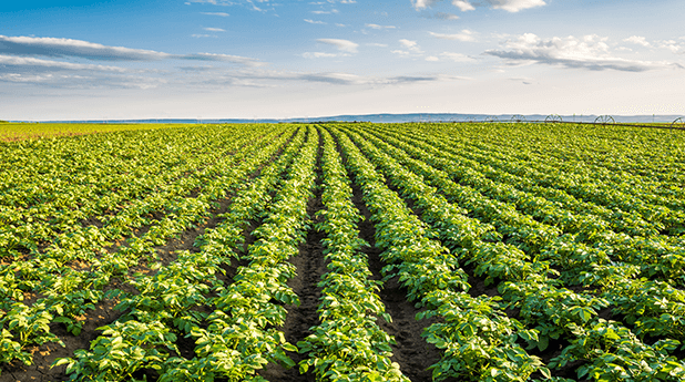 Nufarm Ltd (NUF): Market Indicators