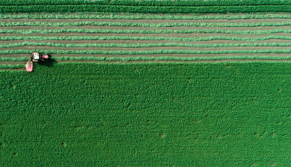 Tractor mowing green agriculture field