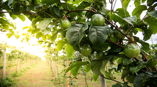 Costa Group Hld (CGC): Smashed avo hits a berry blast