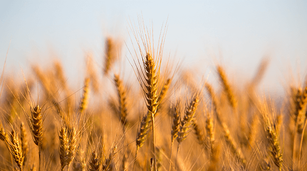 GrainCorp Ltd (GNC): Seasonal drivers and oilseeds
