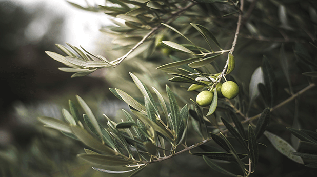 Cobram Estate Olives (CBO): First press