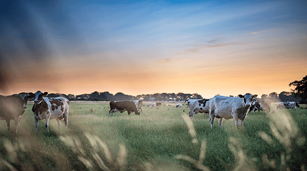 Bega Cheese Ltd (BGA): Better buy Bega…Back