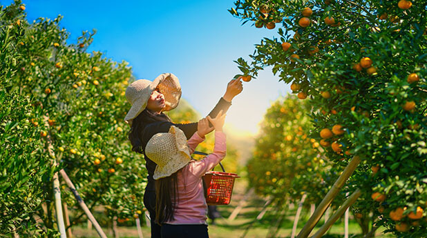 Costa Group Holdings (CGC) – Citrus investment grows