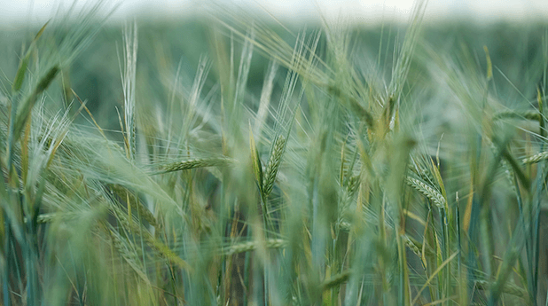 United Malt Group (UMG): On the dark waters