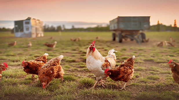 Ingham’s Group (ING): Feed on the decline