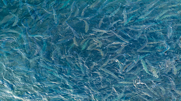 Clean Seas Seafood (CSS): A year of consolidation
