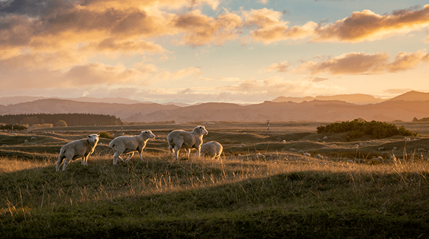 Elders Ltd (ELD): Riding on the range