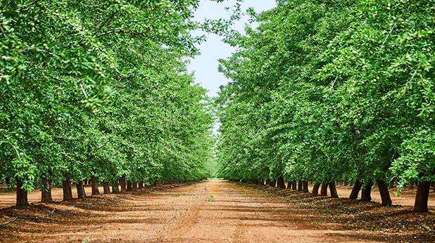 Nufarm Ltd (NUF): Seasonal drivers