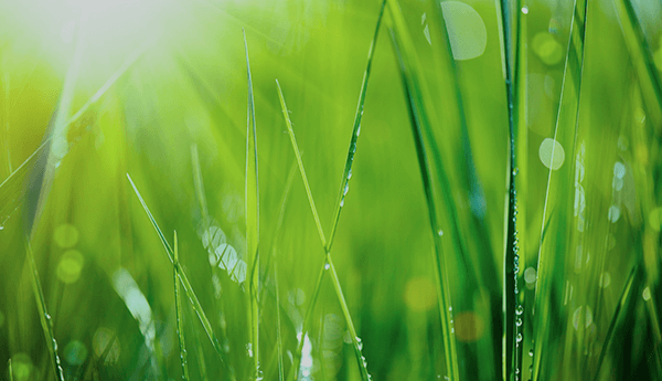 Fresh green grass recovery in spring time with new growth