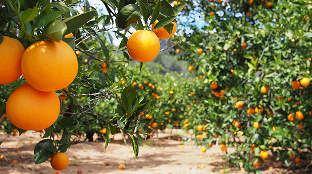 Costa Group Holdings (CGC): Citrus sours CY22e