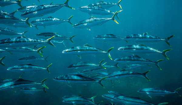 Clean Seas Seafood (CSS) Going to need a bigger boat