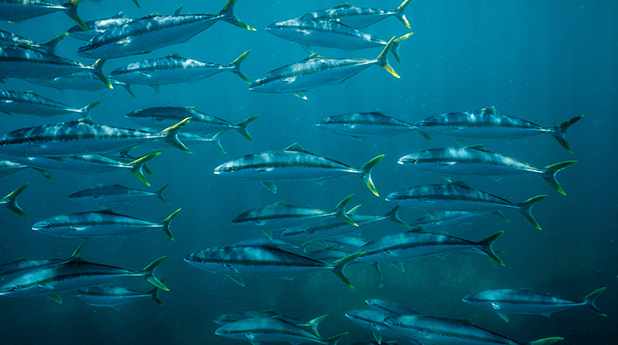 Clean Seas Seafood (CSS): Going to need a bigger boat