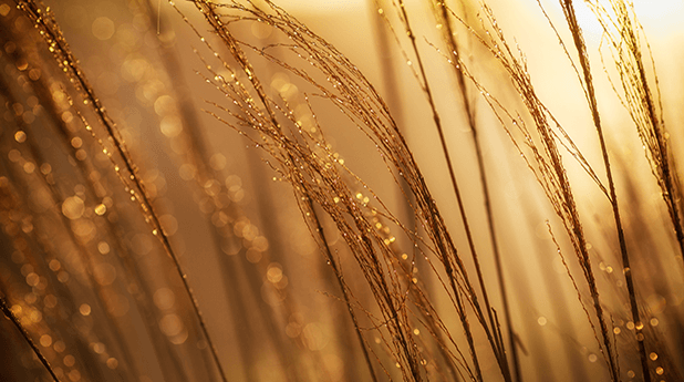 Bells Gold Tracker: August 2020
